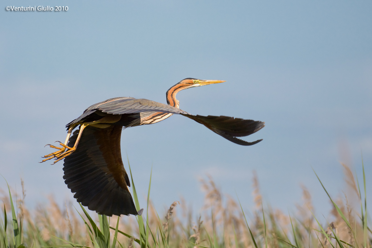 The flight of His Majesty The purple heron...