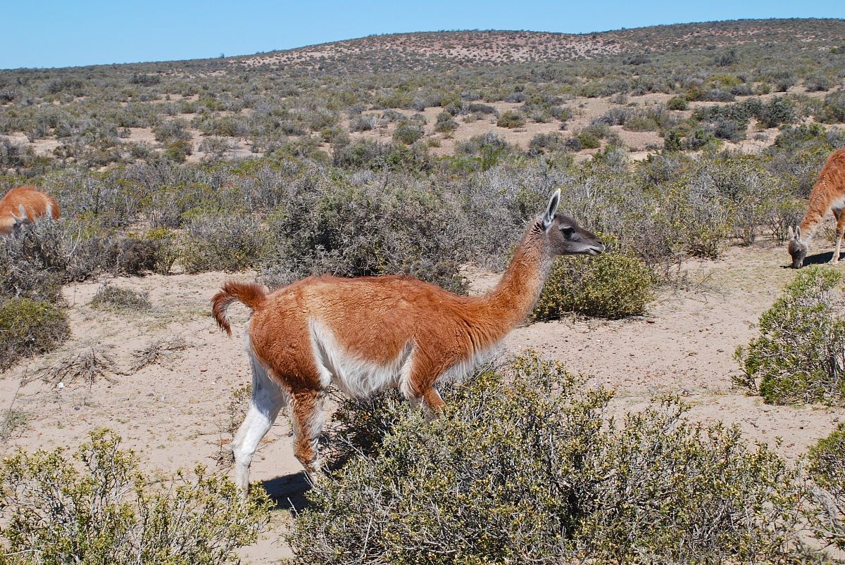 Guanaco...