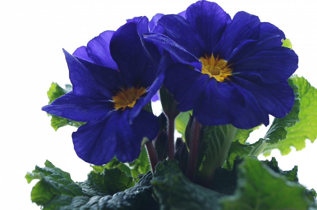 blue primrose (primula vulgaris)...