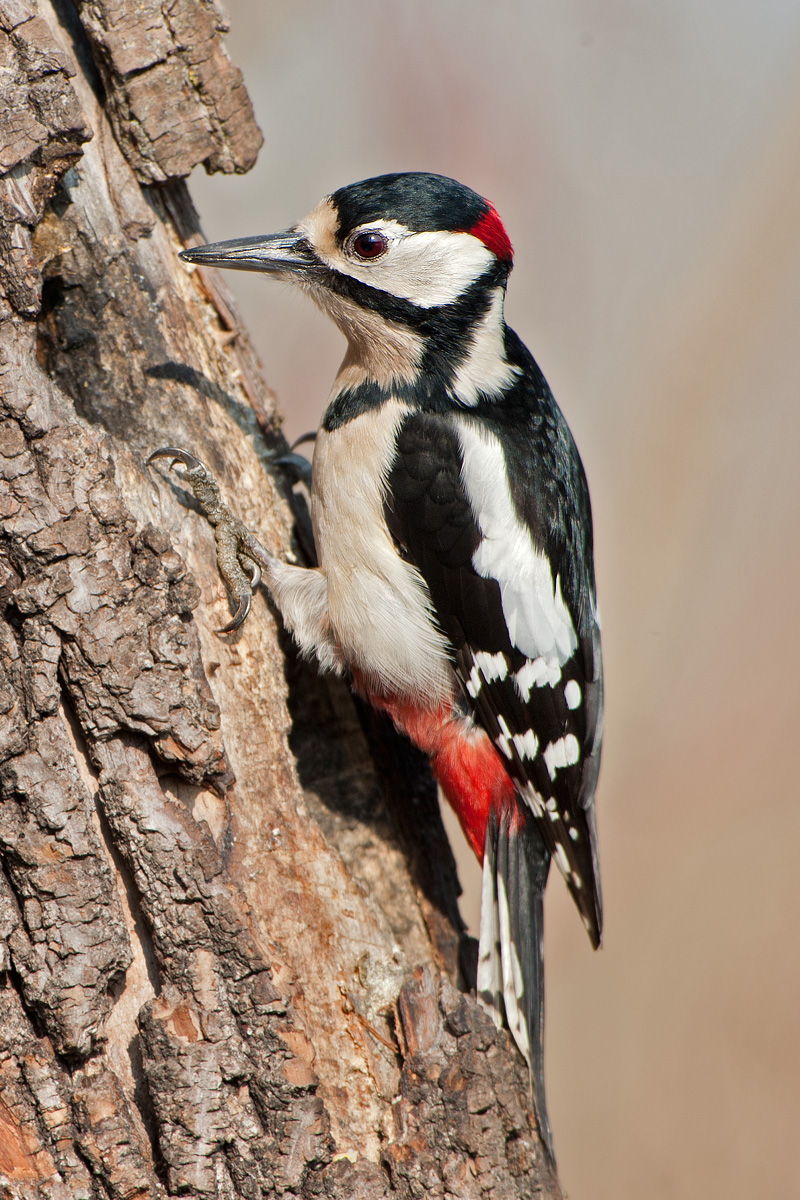 classic woodpecker...