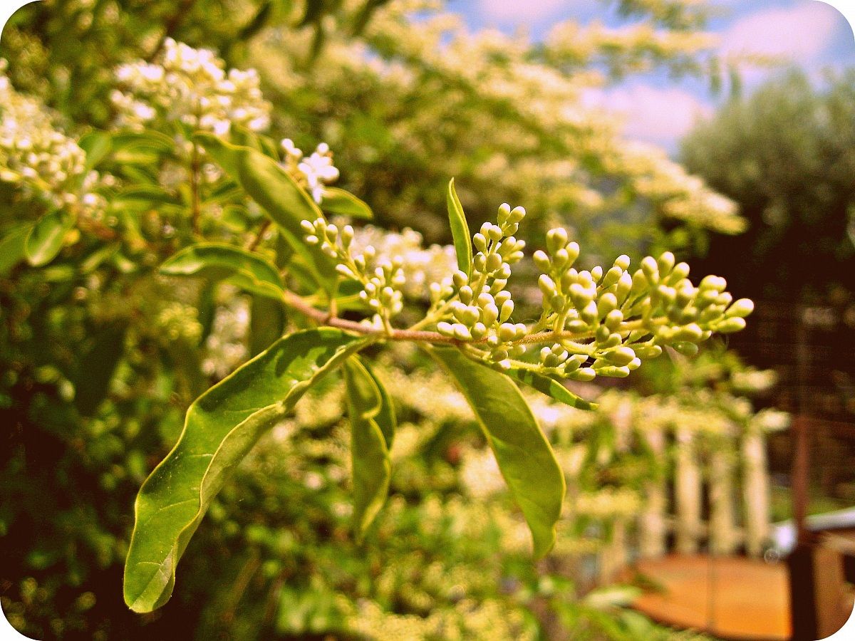 Twig...