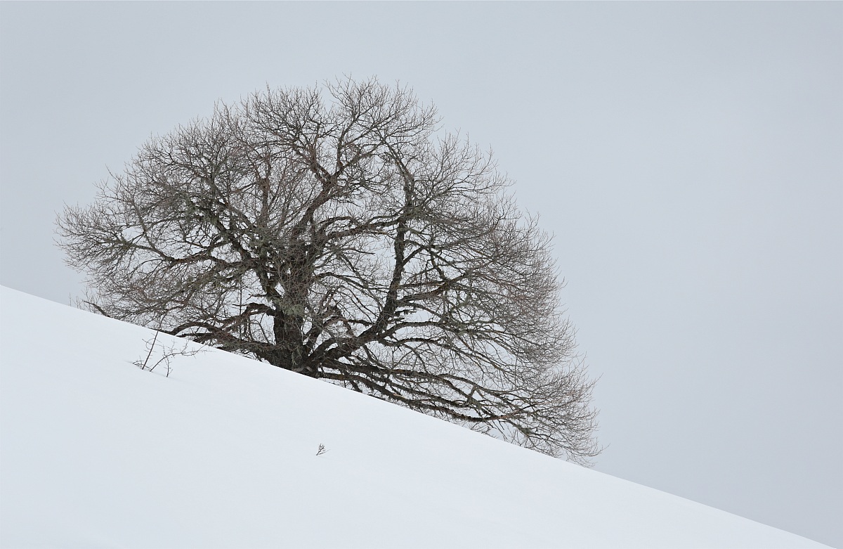 Tree in white...