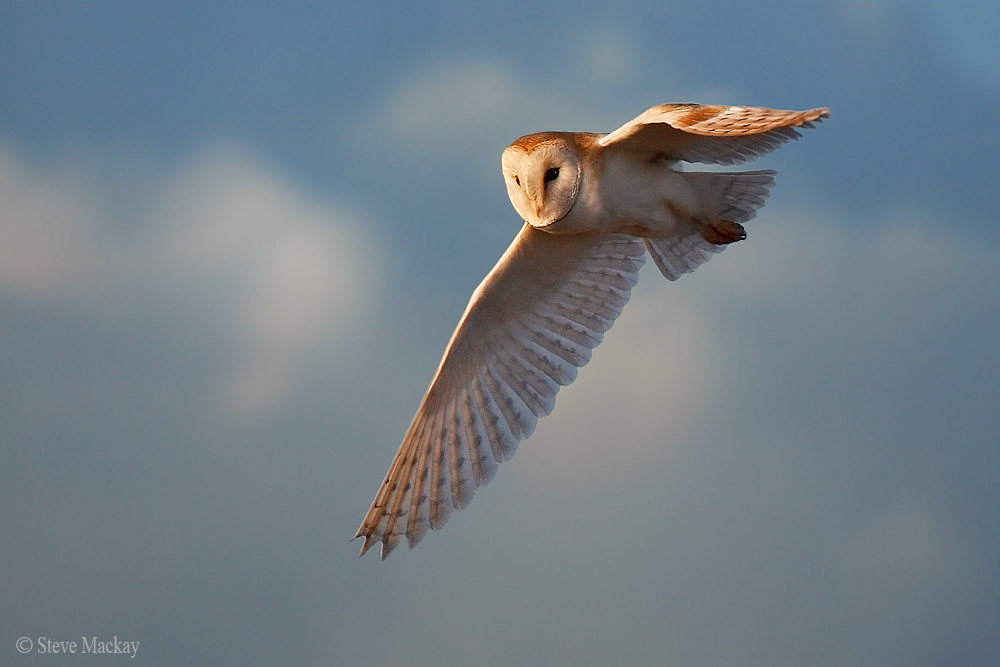 Barn Owl in Flight...