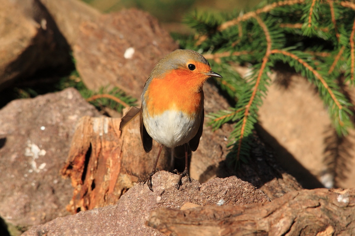 Robin...
