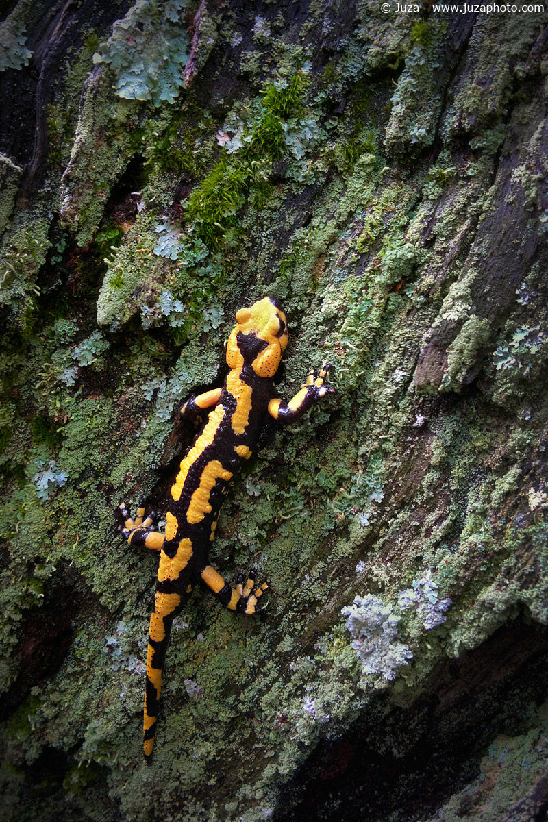 Salamandra salamandra, 014365...