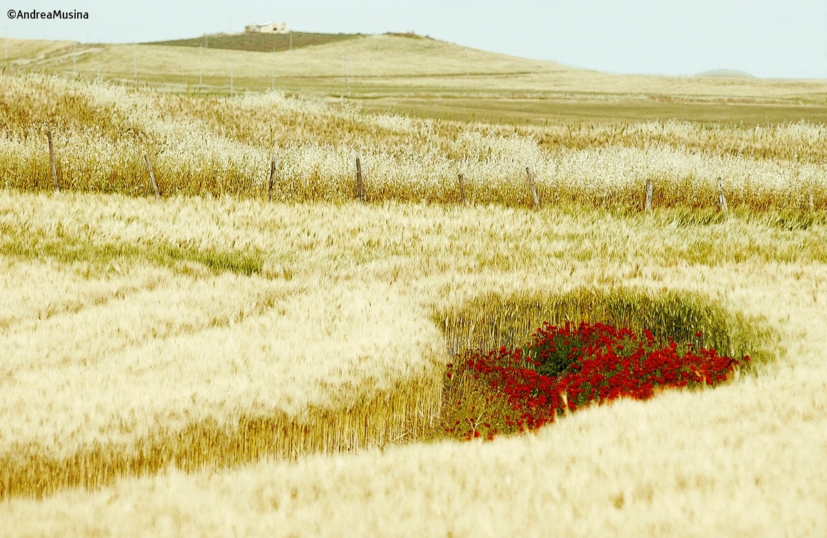 Poppies in wheat...