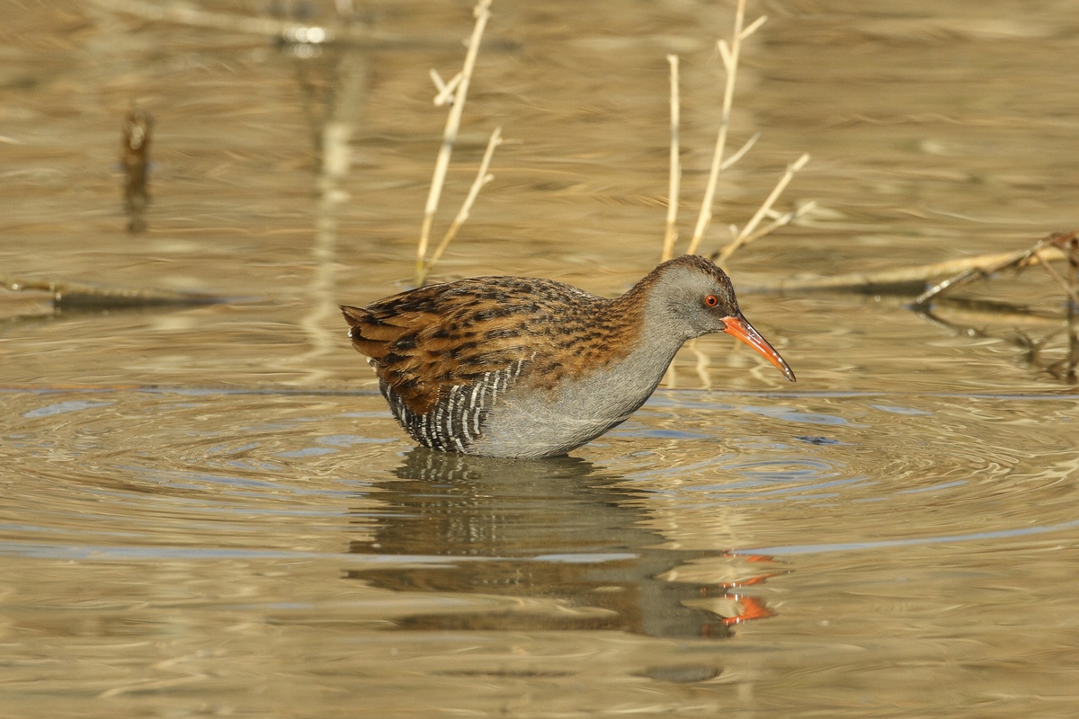 Water Rail...