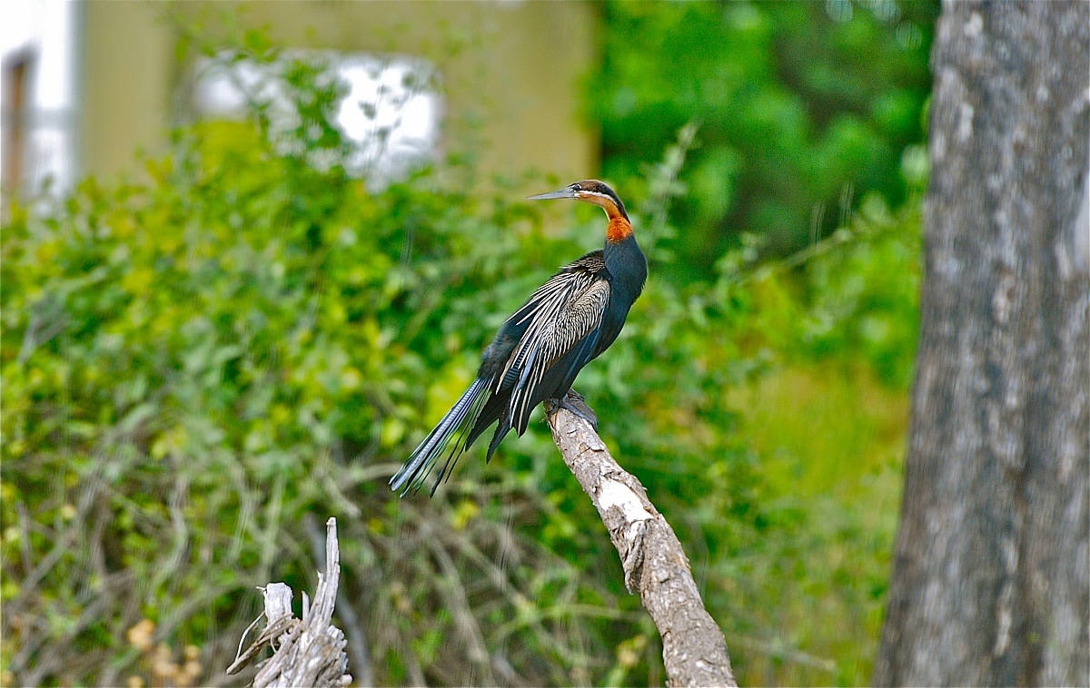Aninga African - African Darter / Butorides striata...