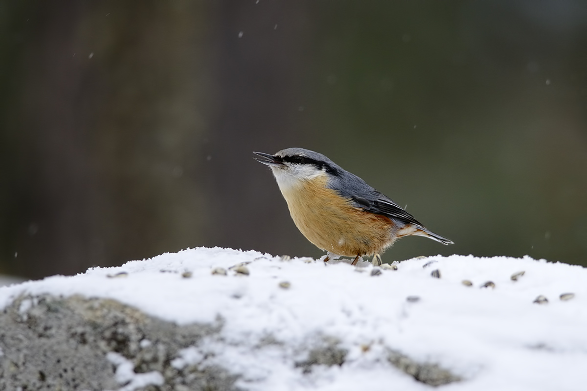 Nuthatch with snowfall...