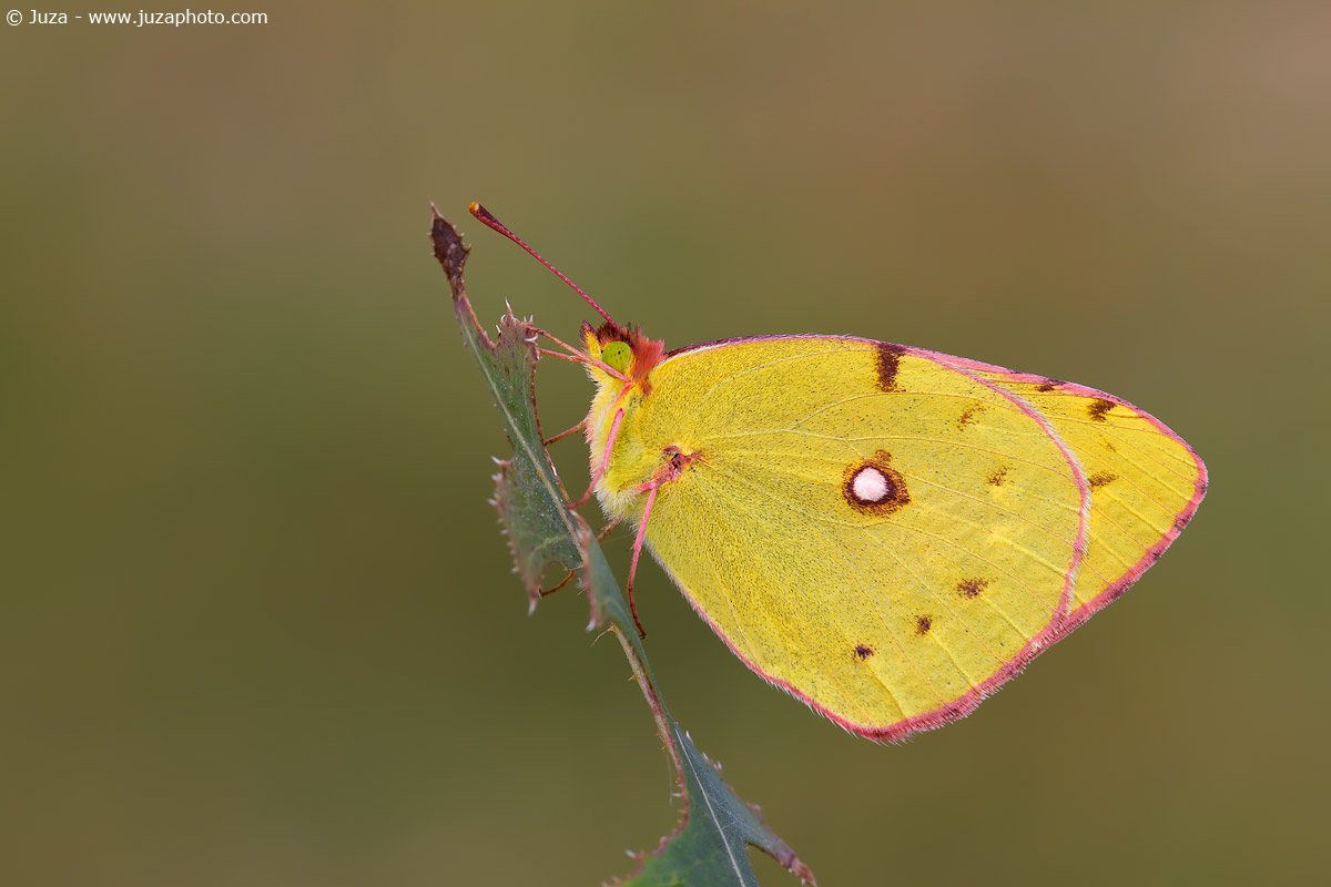 Colias alfacariensis, 013190...