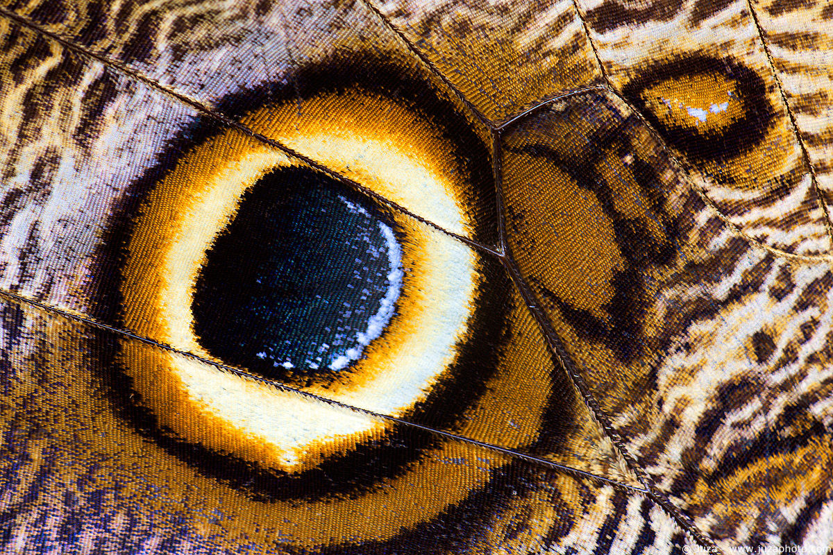 Owl Butterfly, 010,729...