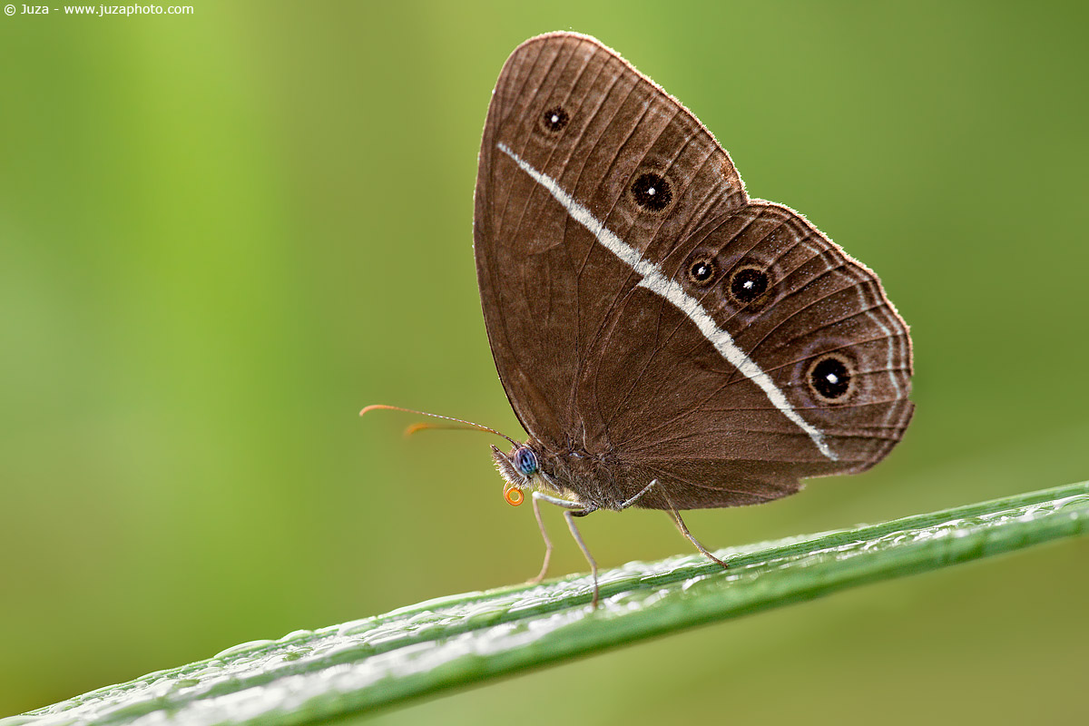 Orsotriaena medus medus, 009,199...