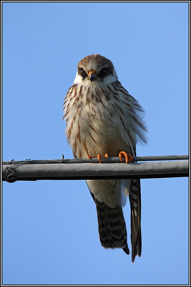Female red-footed falcon (Falco vespertinus)...