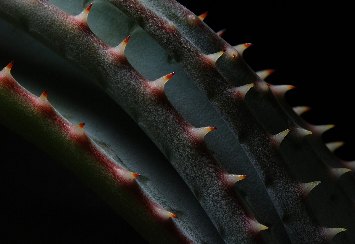 Aloe suprafoliata...