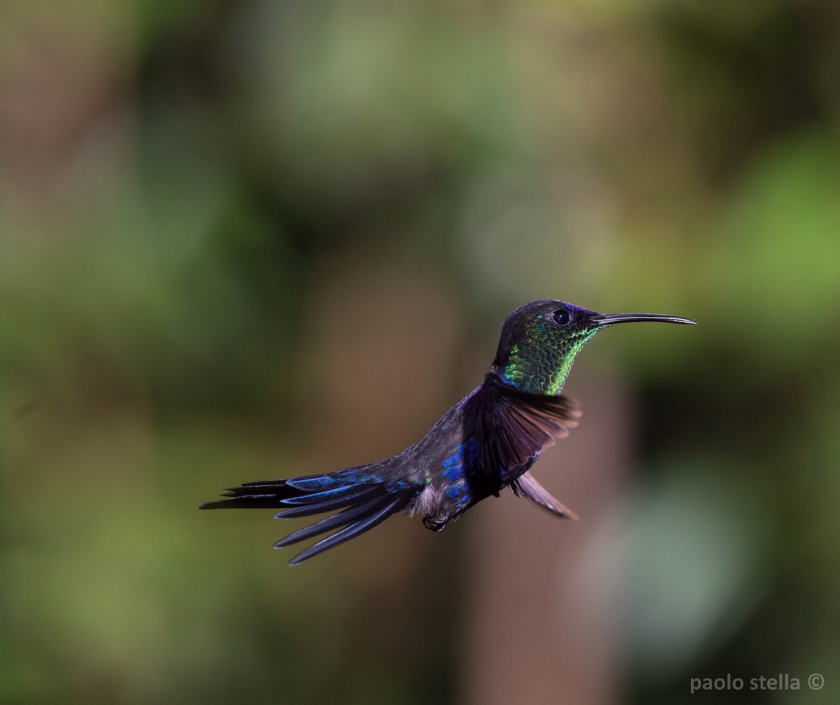 Wood Nymph hummingbird...