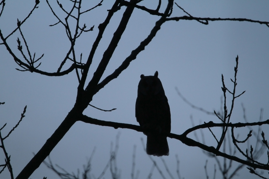 Screech owl...