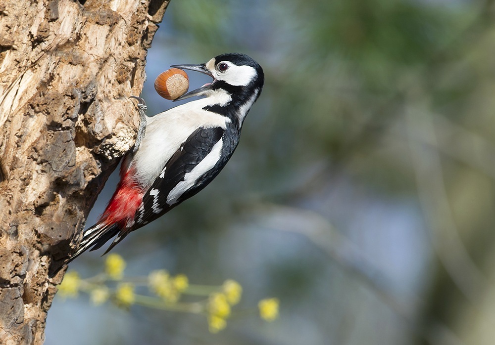 woodpecker greedy...