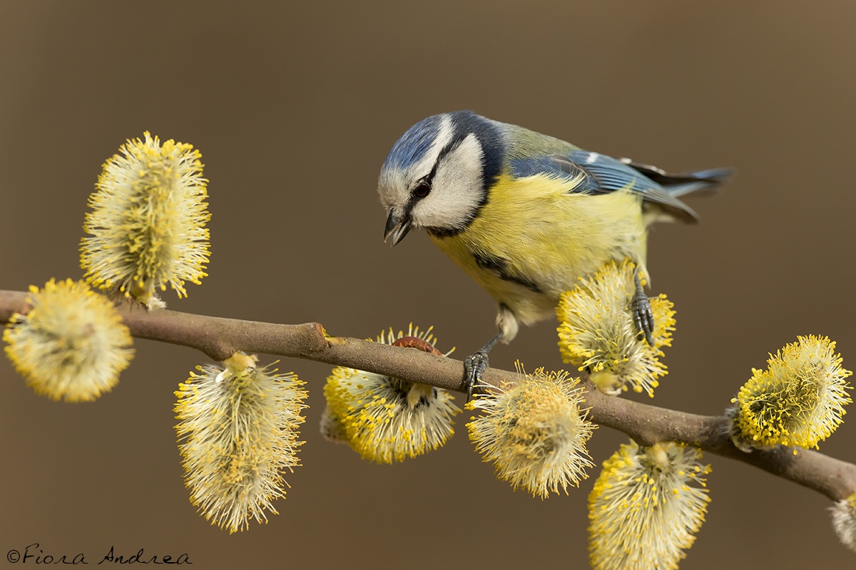 Птичка радуется. Синица лазоревка весной.