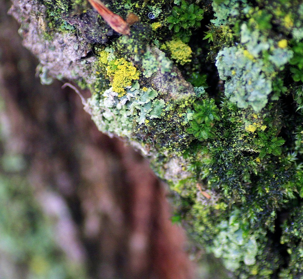 colors of a lichen...