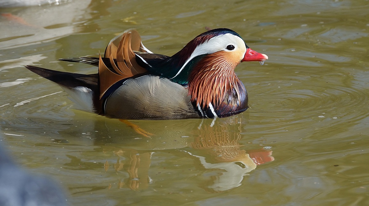 mandarin duck...