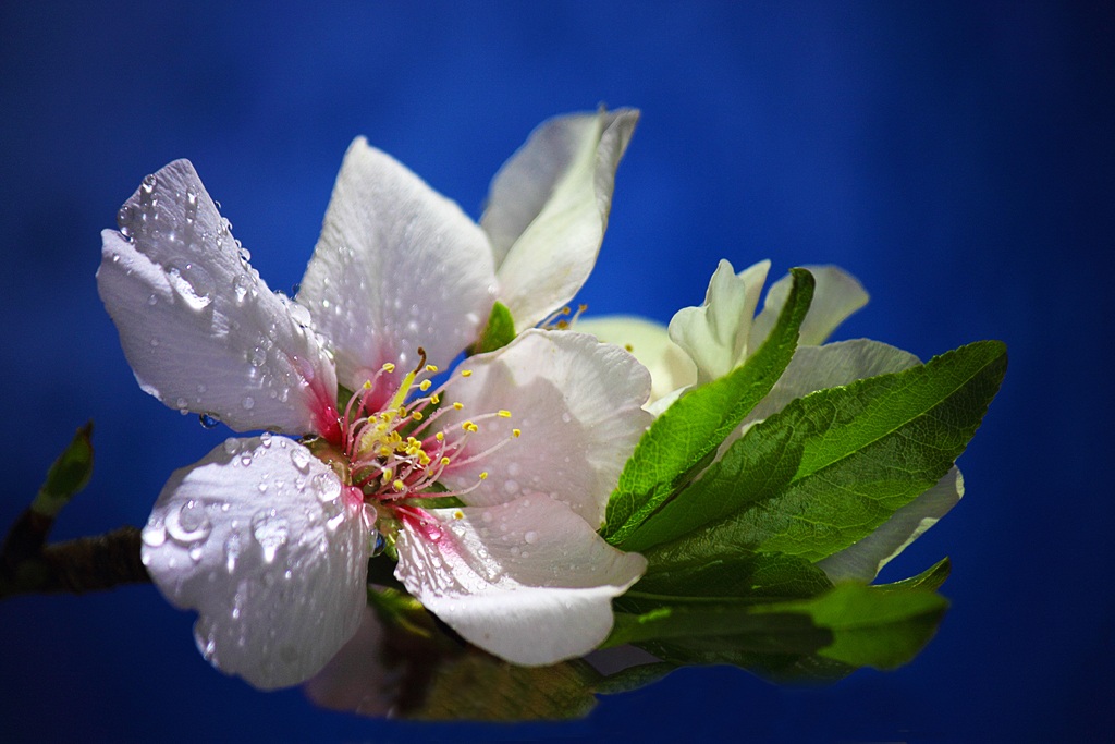 almond blossom ......