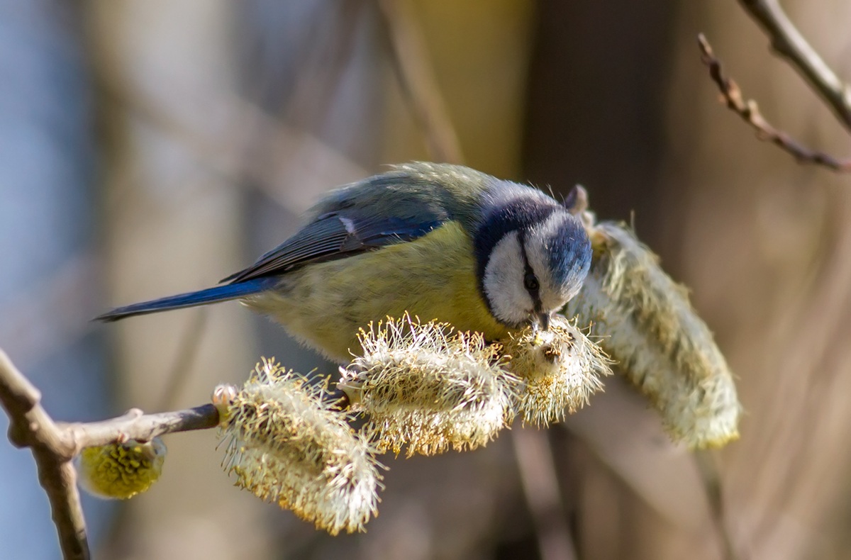 The meal of the blue tit...
