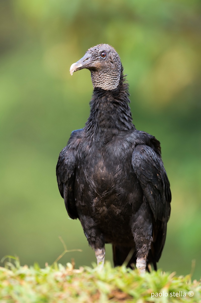 Black Vulture...