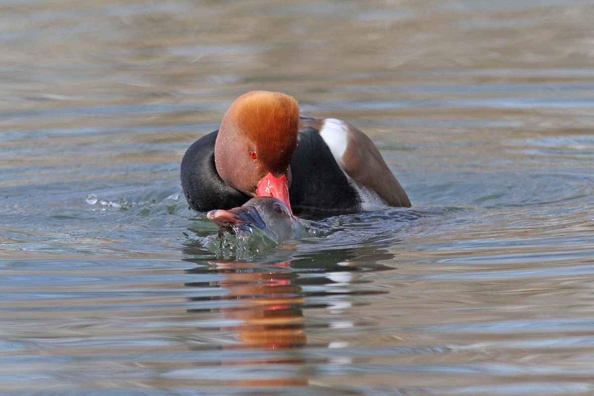 Accoppiamneto Pochard Turkish...