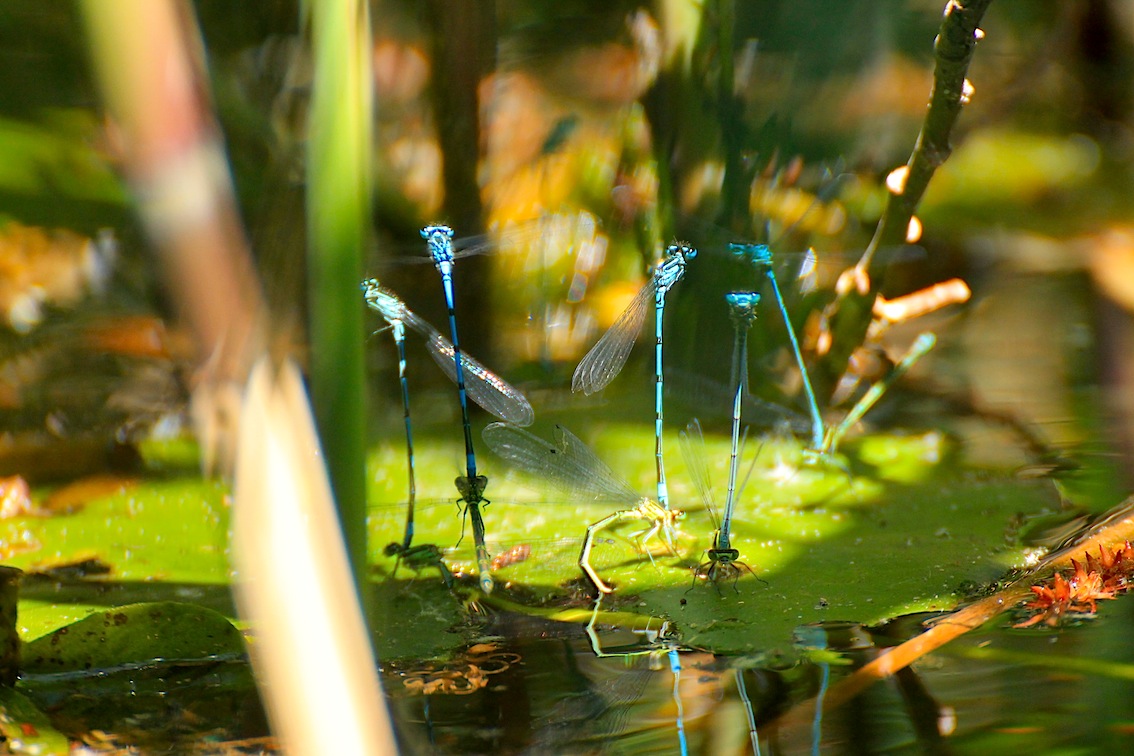 Odonata...