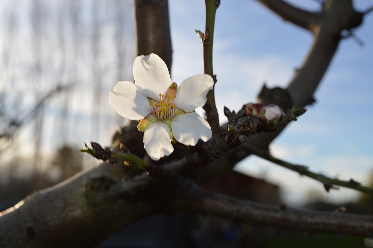 fiore di mandorla...