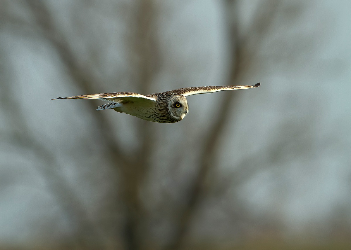 eared owl 3...