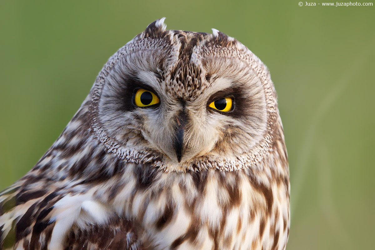 Portrait of owl, 016580...