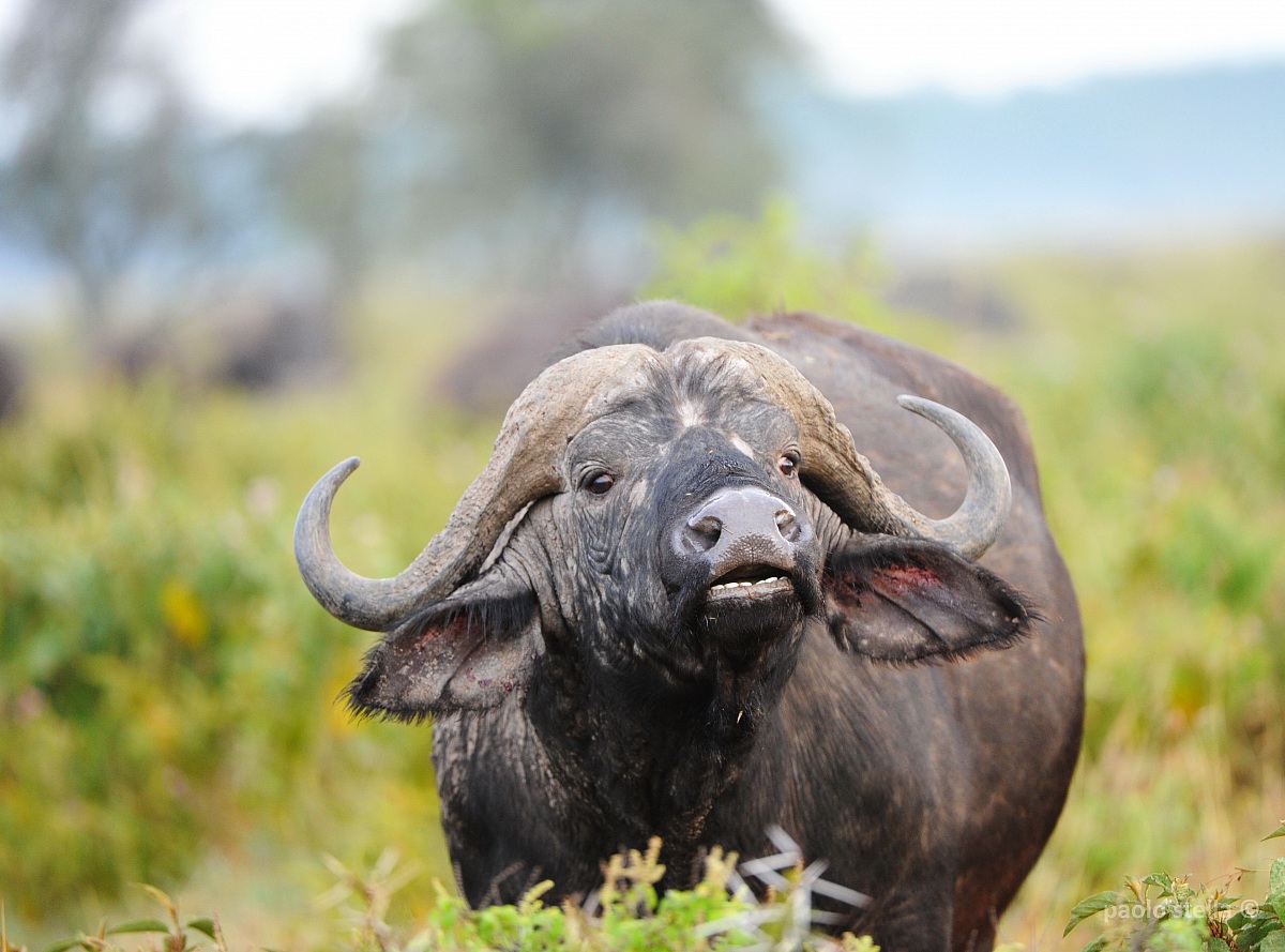 smelling buffalo...