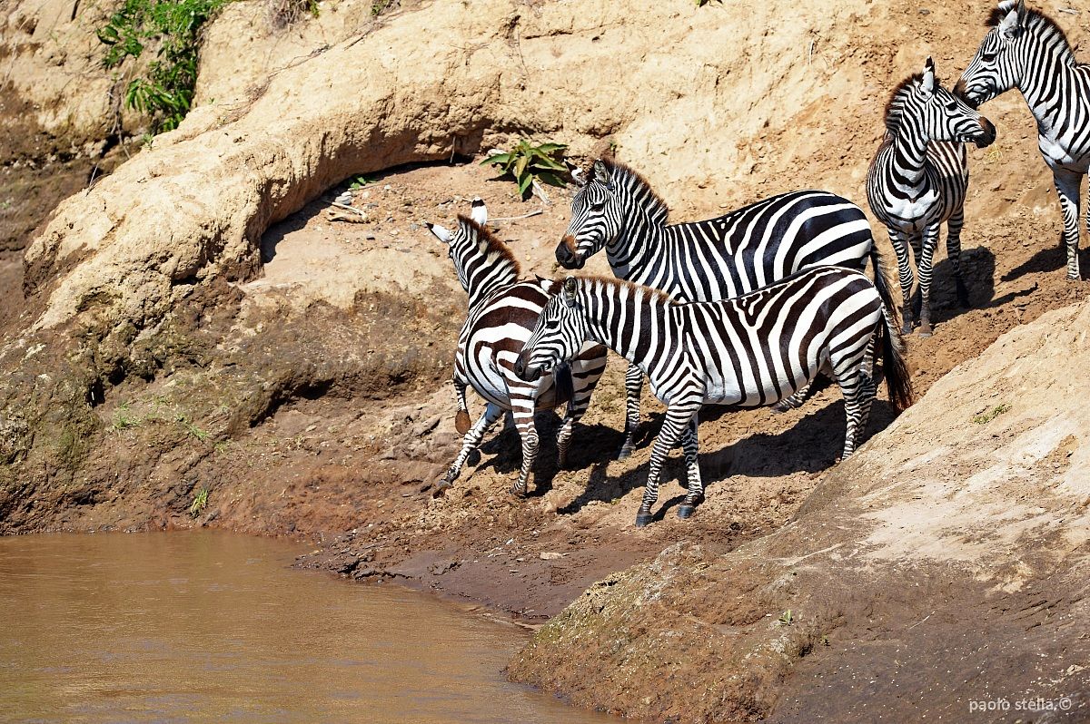 scared zebras at the Mara river...