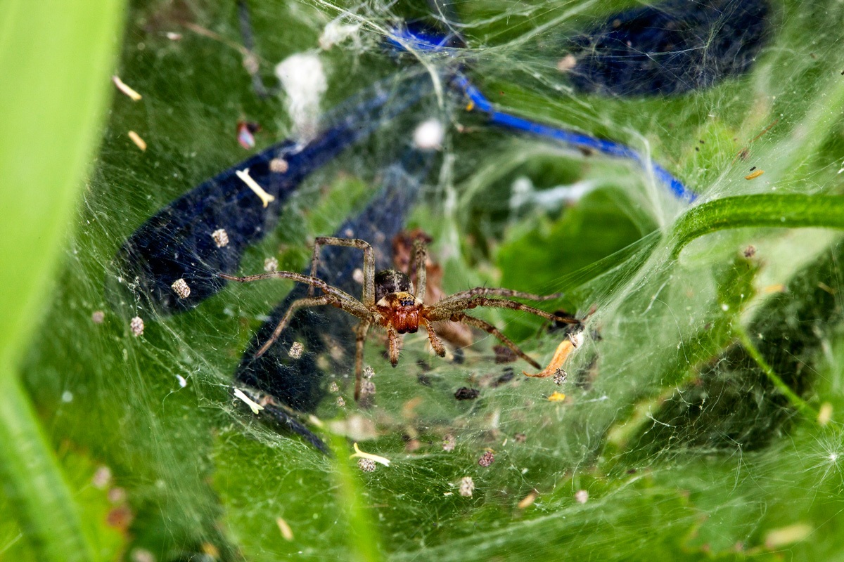 The meal of the spider...