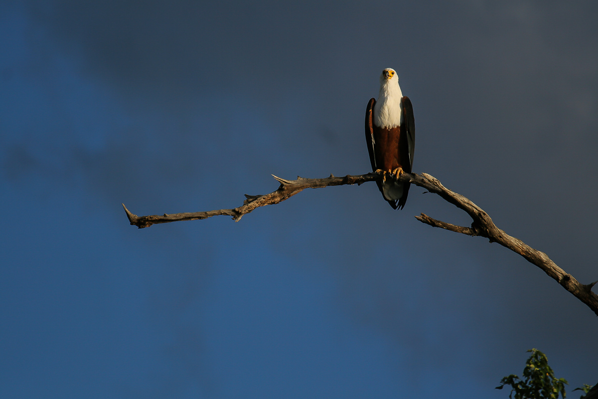 Fish eagle - Chobe NP...