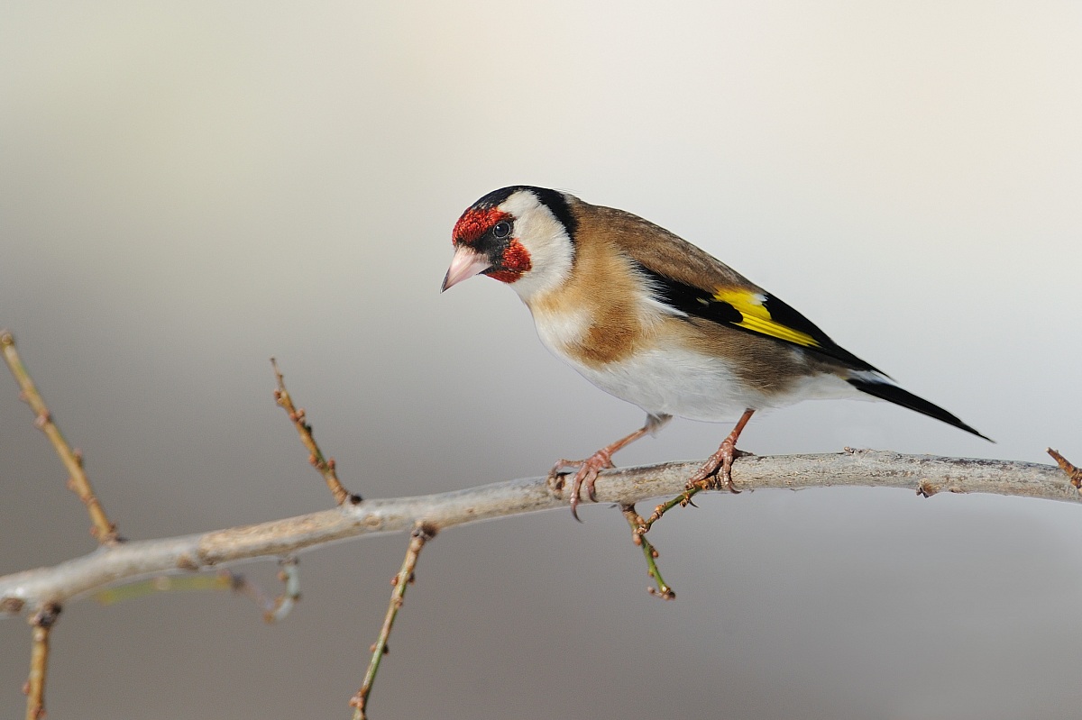 Goldfinch...