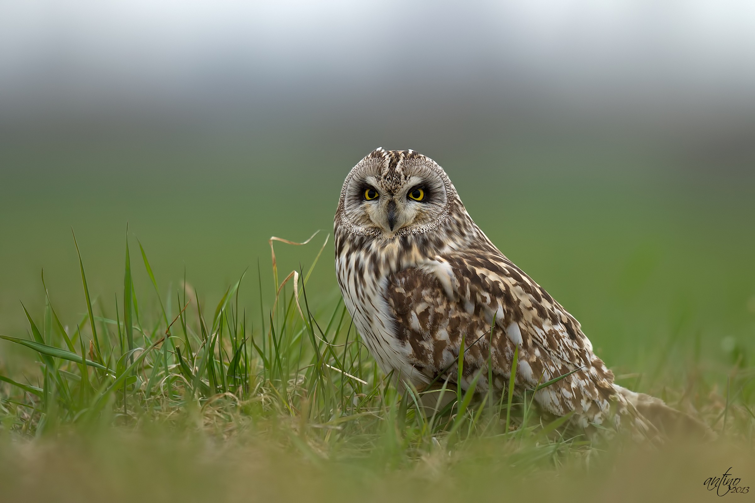 A marsh owl...