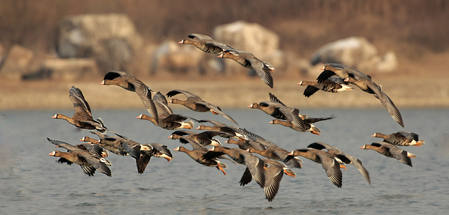 Fronted goose...