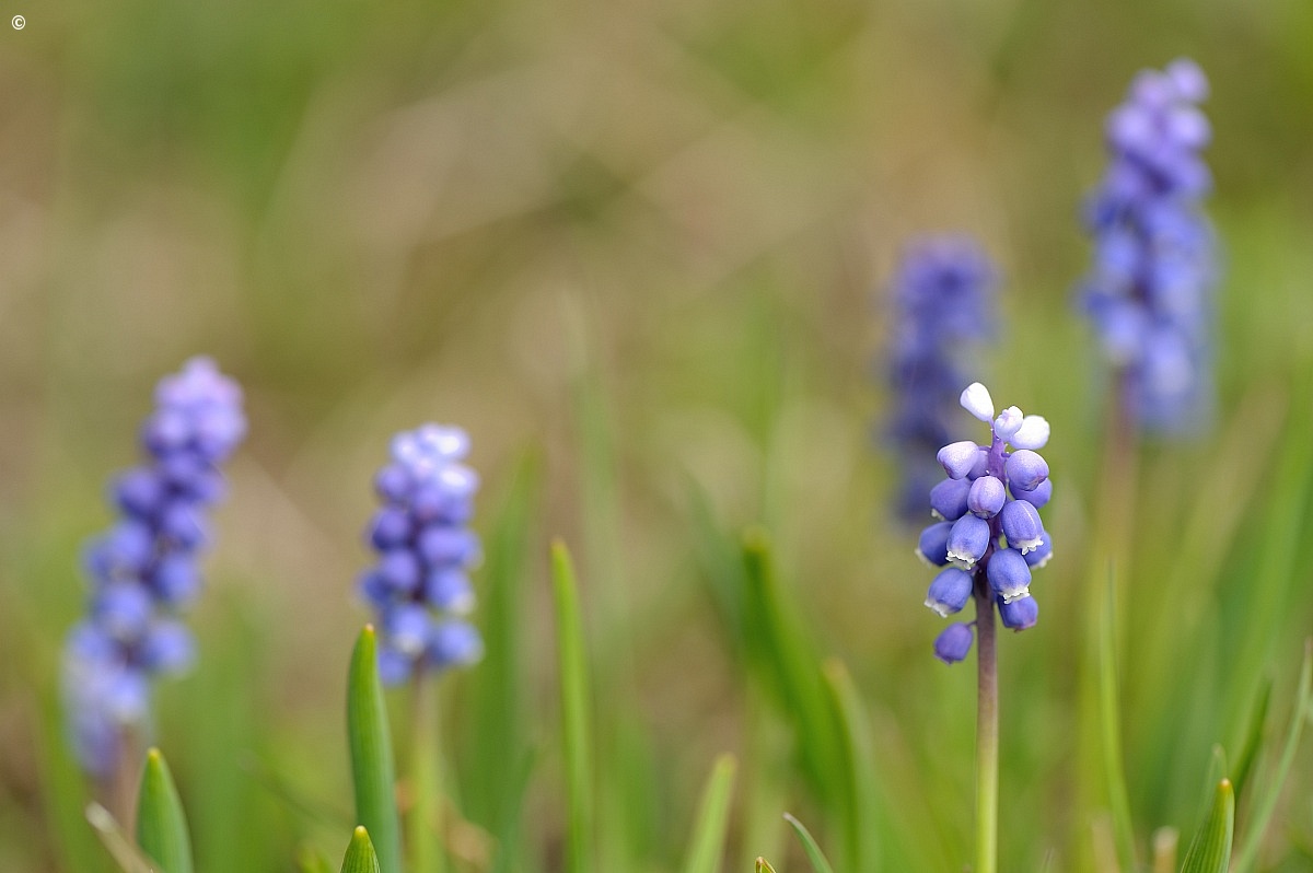 Muscari Blue...