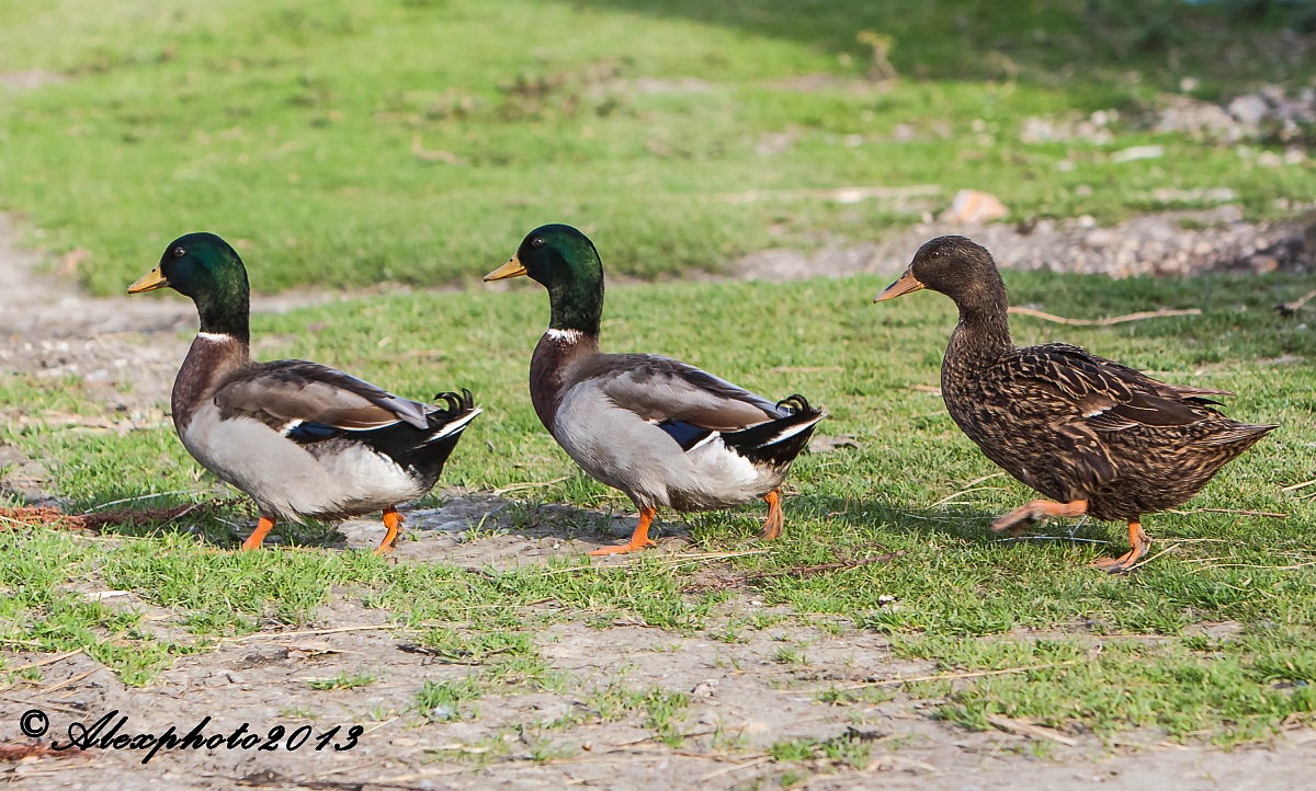 Abbey Road in Sentina...