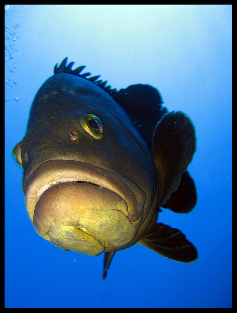 Grouper of the Medes (Spain)...
