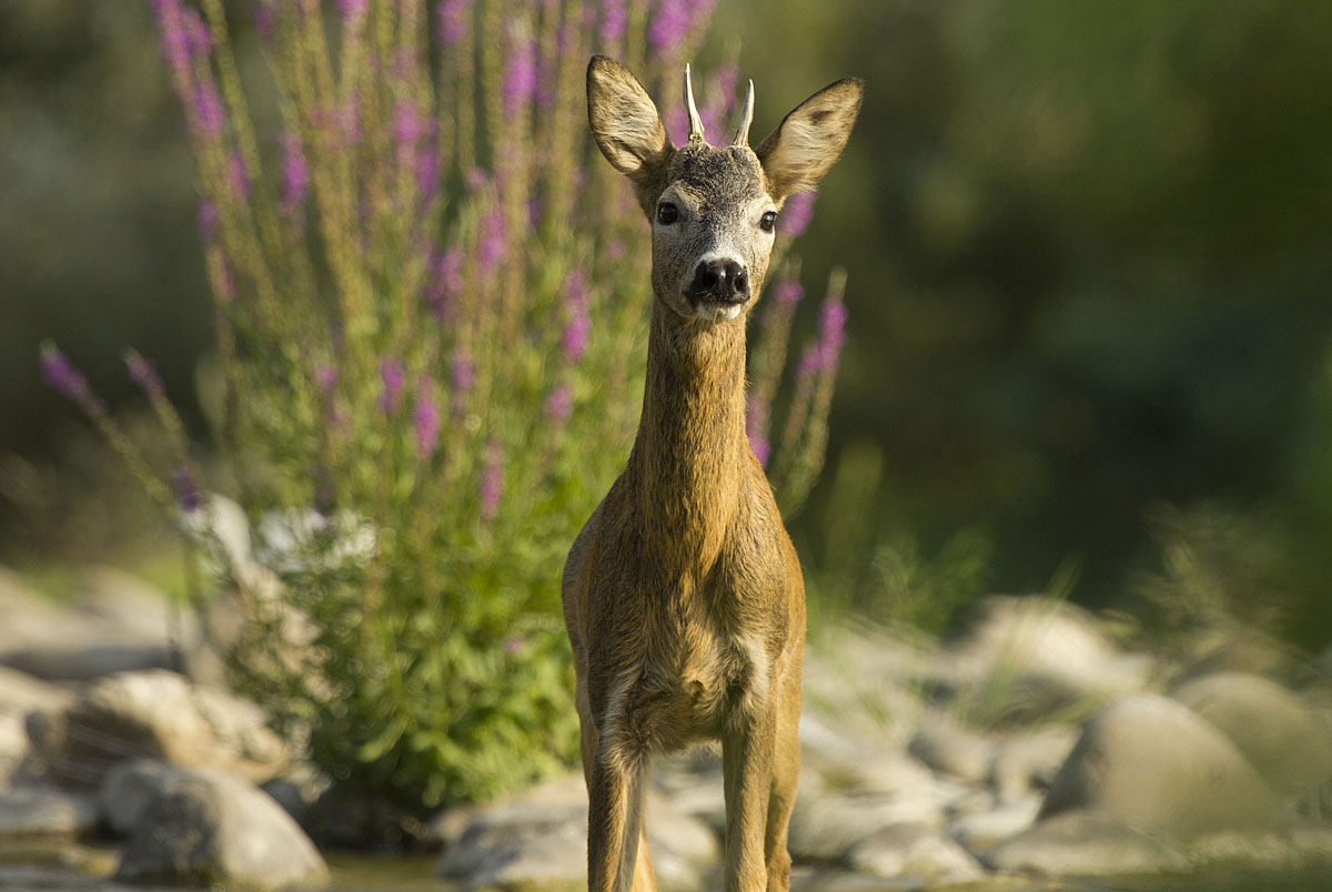 Capreolus...