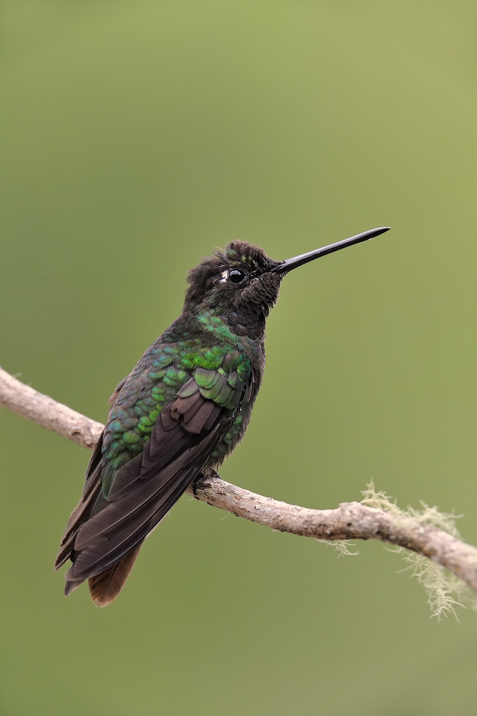 Hummingbird on branch...