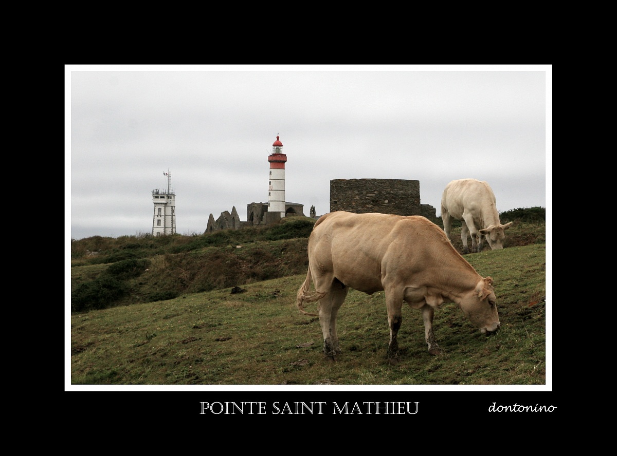 lighthouse with cows...