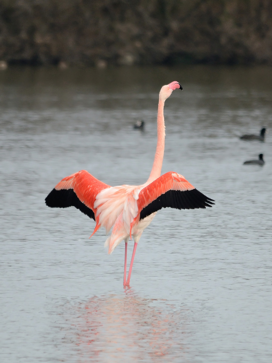 Flamingo with open wings...