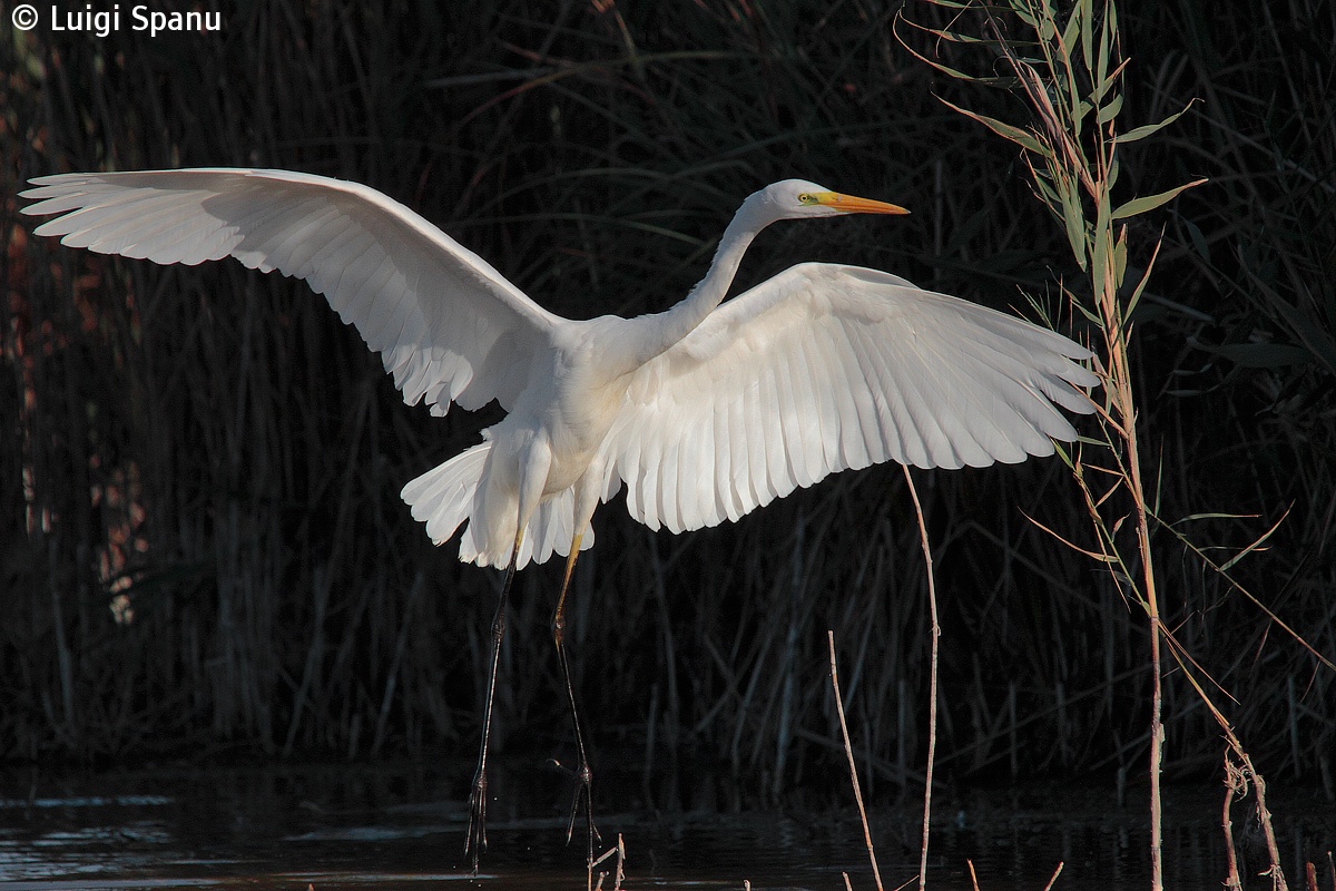 Great Egret...