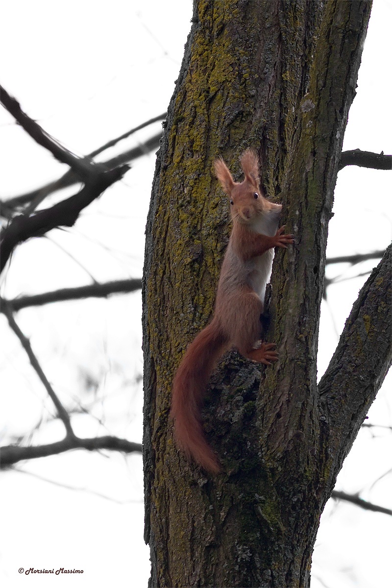 European red squirrel (Sciurus vulgaris)...