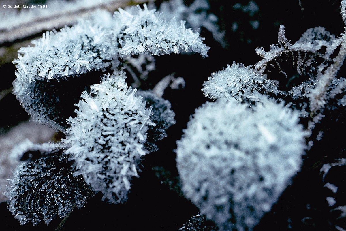 Frozen leaves 1991...