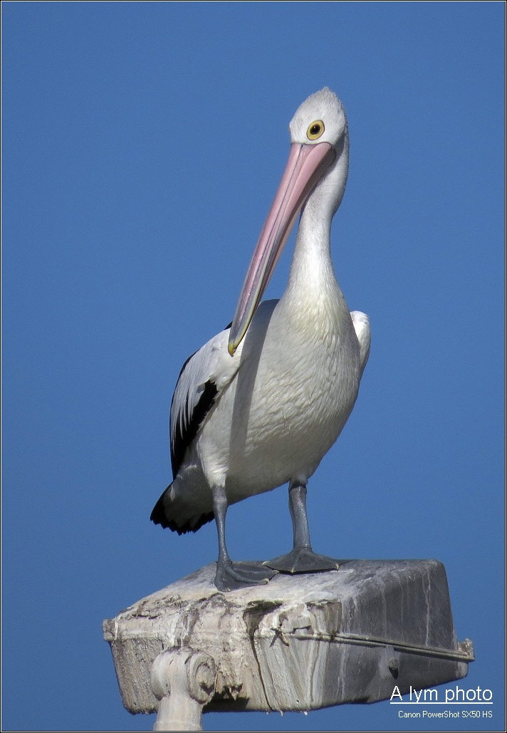Pelecanus conspicillatus...